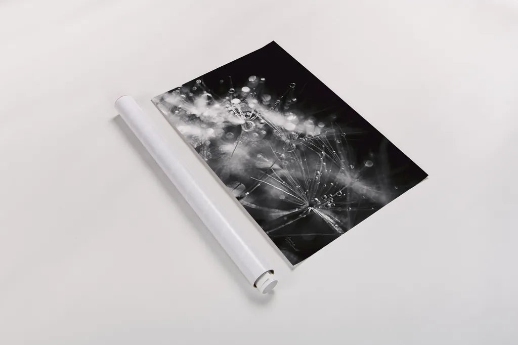 Dandelion Abstract II by Laura Marshall. shown as a rolled paper print. Available as archival giclee rolled canvas, fine art paper, or poster print. SKU 55009i.