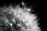 Dandelion Dewdrops I by Laura Marshall. SKU 55010i. Archival Giclee Fine art print for wall decor.