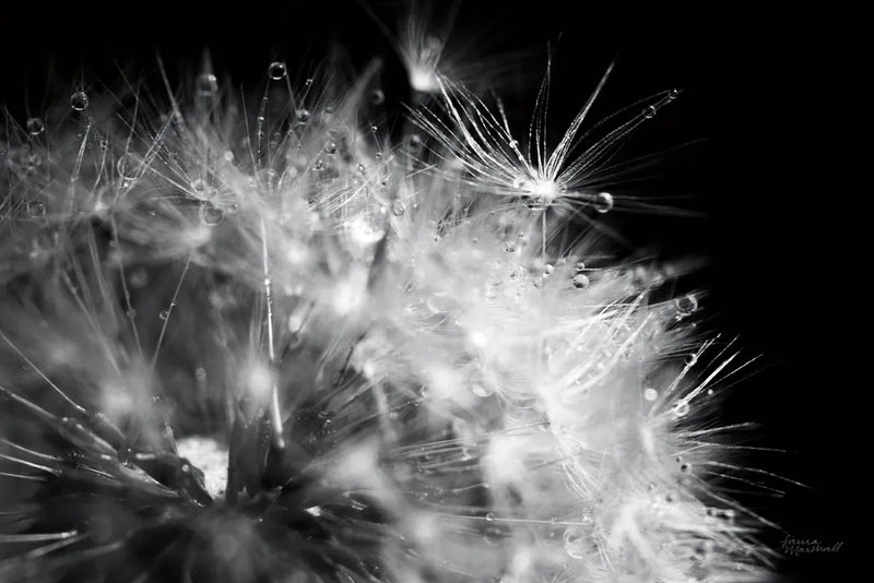 Dandelion Dewdrops I by Laura Marshall. SKU 55010i. Archival Giclee Fine art print for wall decor.