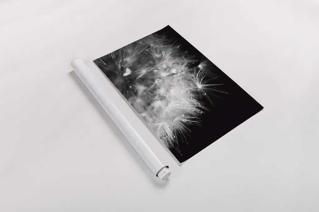 Dandelion Dewdrops I by Laura Marshall. shown as a rolled paper print. Available as archival giclee rolled canvas, fine art paper, or poster print. SKU 55010i.
