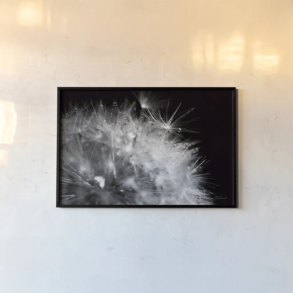 Dandelion Dewdrops I by Laura Marshall. shown as a paper print in a black flame. Available as a archival giclee rolled canvas, fine art paper, or poster print. SKU 55010i.