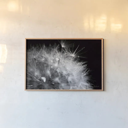 Dandelion Dewdrops I by Laura Marshall. shown as a paper print in a natural frame. Available as a archival giclee rolled canvas, fine art paper, or poster print. SKU 55010i.