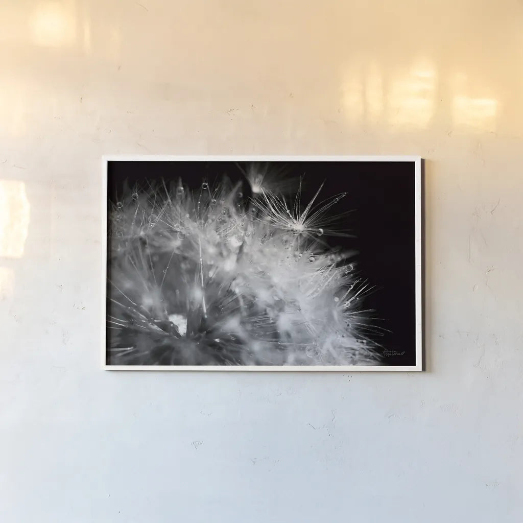 Dandelion Dewdrops I by Laura Marshall. shown as a paper print in a white frame. Available as a archival giclee rolled canvas, fine art paper, or poster print. SKU 55010i.