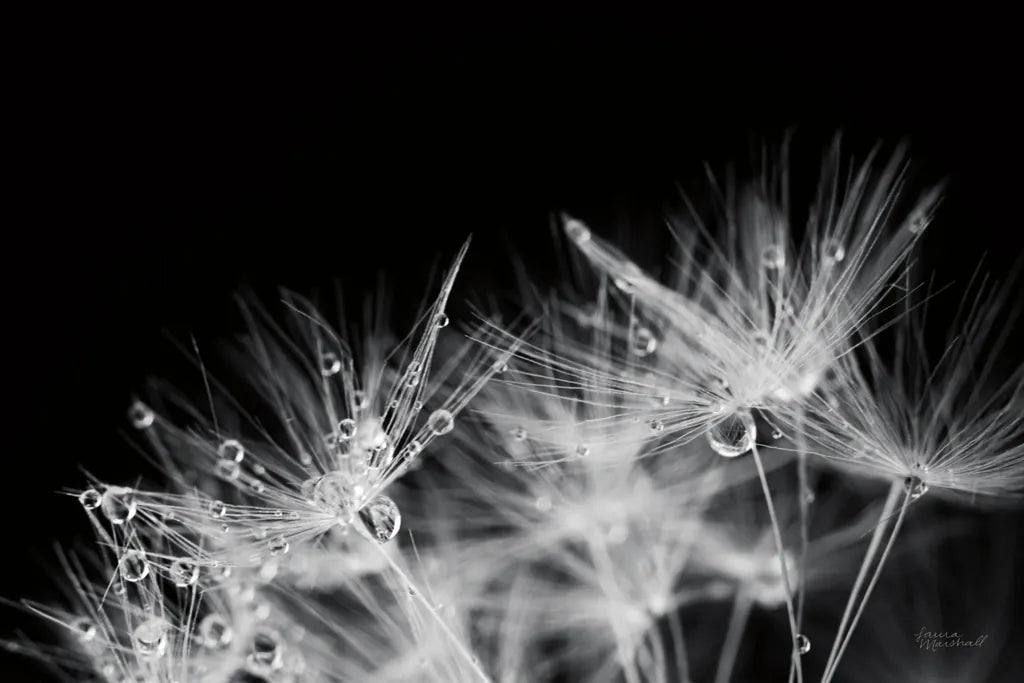 Dandelion Dewdrops II by Laura Marshall. SKU 55011i. Archival Giclee Fine art print for wall decor.