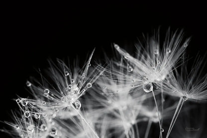 Dandelion Dewdrops II by Laura Marshall. SKU 55011i. Archival Giclee Fine art print for wall decor.