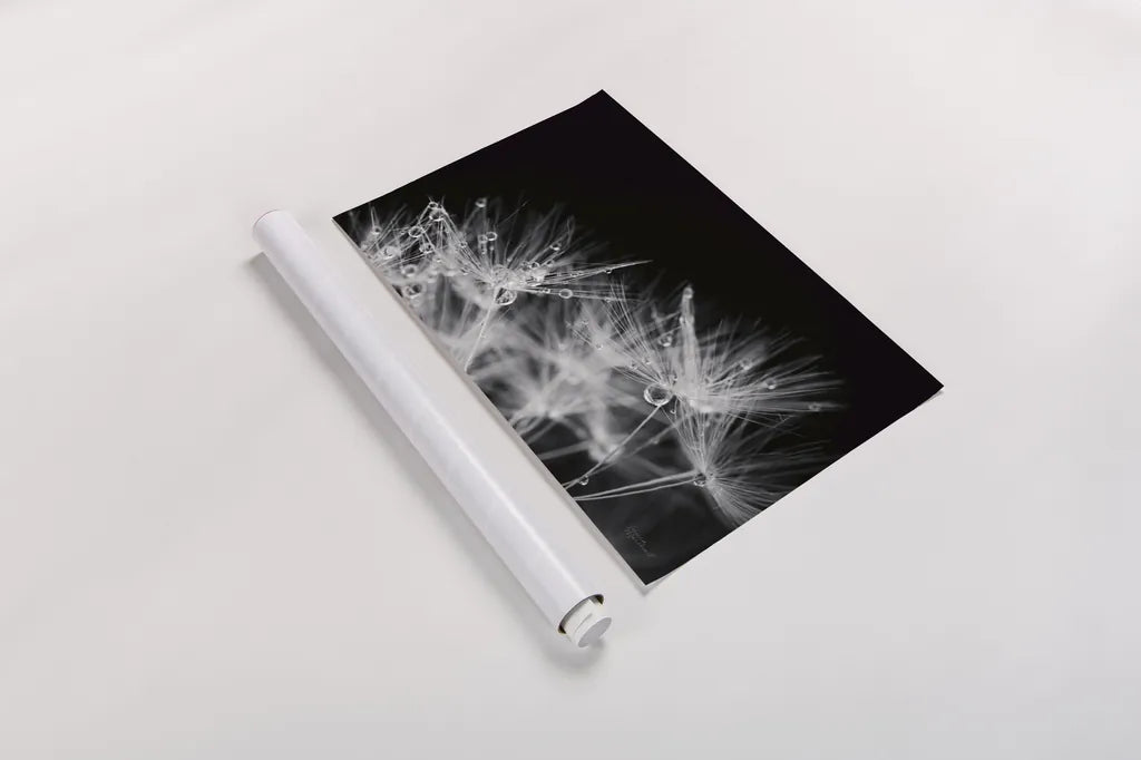Dandelion Dewdrops II by Laura Marshall. shown as a rolled paper print. Available as archival giclee rolled canvas, fine art paper, or poster print. SKU 55011i.