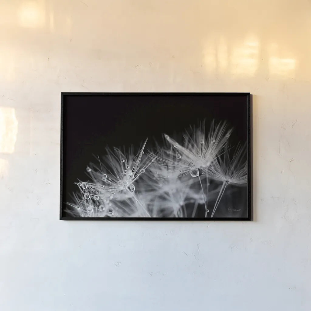 Dandelion Dewdrops II by Laura Marshall. shown as a paper print in a black flame. Available as a archival giclee rolled canvas, fine art paper, or poster print. SKU 55011i.