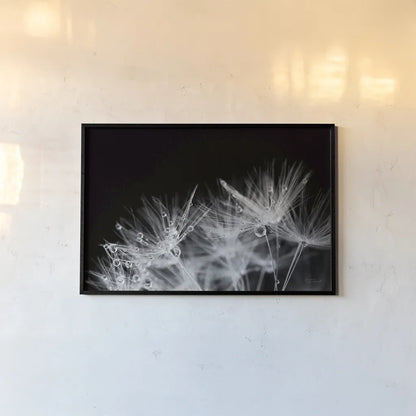 Dandelion Dewdrops II by Laura Marshall. shown as a paper print in a black flame. Available as a archival giclee rolled canvas, fine art paper, or poster print. SKU 55011i.