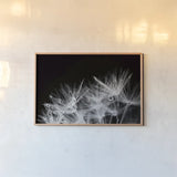 Dandelion Dewdrops II by Laura Marshall. shown as a paper print in a natural frame. Available as a archival giclee rolled canvas, fine art paper, or poster print. SKU 55011i.