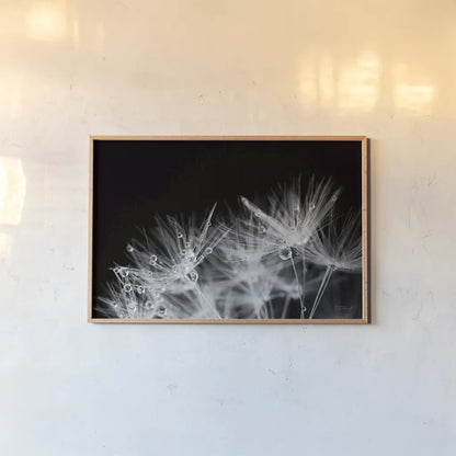 Dandelion Dewdrops II by Laura Marshall. shown as a paper print in a natural frame. Available as a archival giclee rolled canvas, fine art paper, or poster print. SKU 55011i.