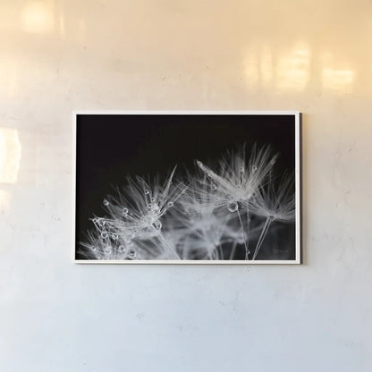 Dandelion Dewdrops II by Laura Marshall. shown as a paper print in a white frame. Available as a archival giclee rolled canvas, fine art paper, or poster print. SKU 55011i.