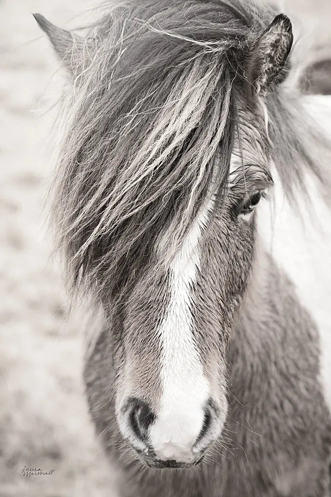 Elska II BW by Laura Marshall. SKU 49817h. Archival Giclee Fine art print for wall decor.