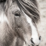 Elska III BW by Laura Marshall. SKU 49819a. Archival Giclee Fine art print for wall decor.