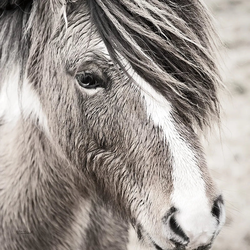 Elska III BW by Laura Marshall. SKU 49819a. Archival Giclee Fine art print for wall decor.