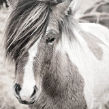 Elska IV BW by Laura Marshall. SKU 49821a. Archival Giclee Fine art print for wall decor.