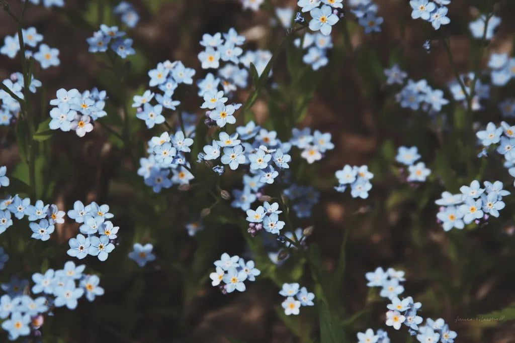 Forget Me Nots I by Laura Marshall. SKU 63259i. Archival Giclee Fine art print for wall decor.