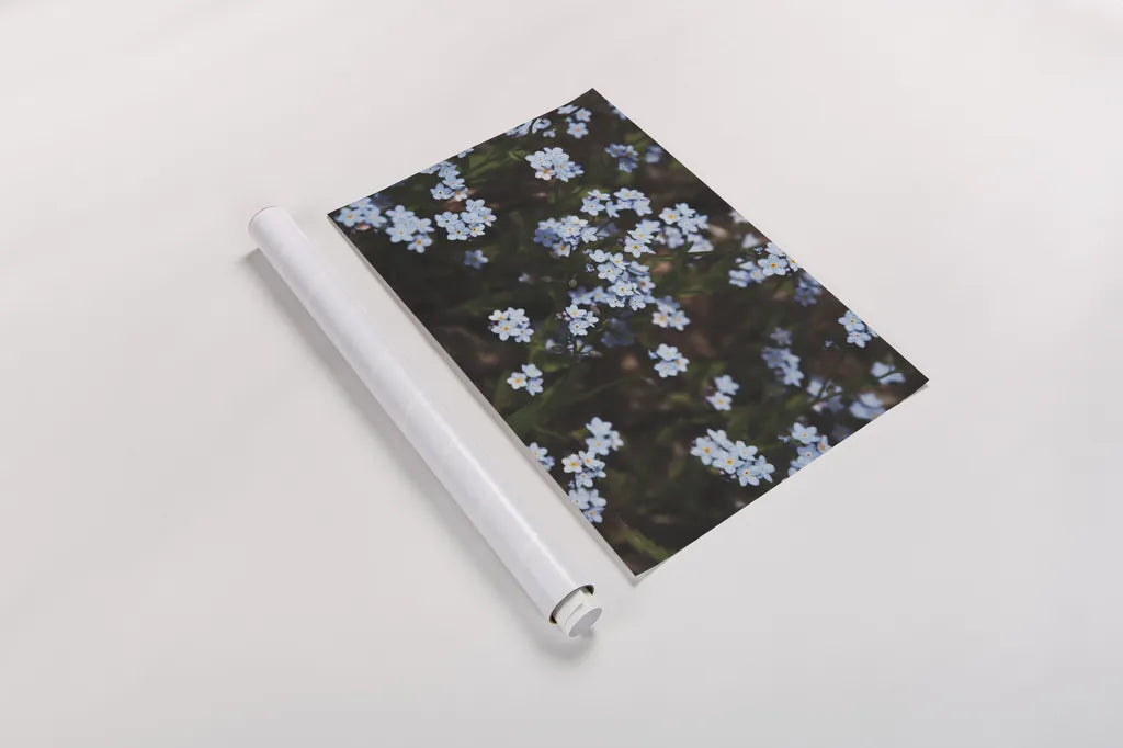 Forget Me Nots I by Laura Marshall. shown as a rolled paper print. Available as archival giclee rolled canvas, fine art paper, or poster print. SKU 63259i.