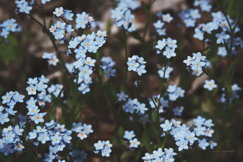 Forget Me Nots II by Laura Marshall. SKU 63260i. Archival Giclee Fine art print for wall decor.