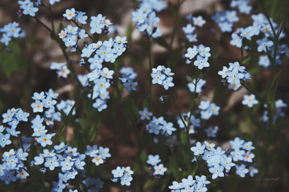 Forget Me Nots II by Laura Marshall. SKU 63260i. Archival Giclee Fine art print for wall decor.