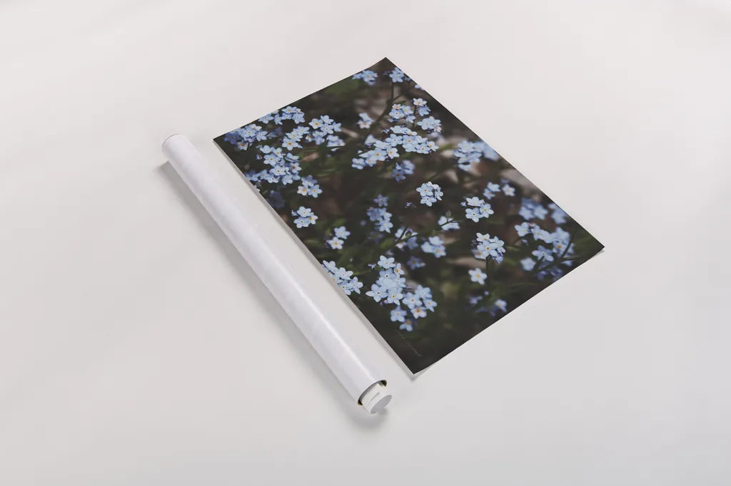 Forget Me Nots II by Laura Marshall. shown as a rolled paper print. Available as archival giclee rolled canvas, fine art paper, or poster print. SKU 63260i.