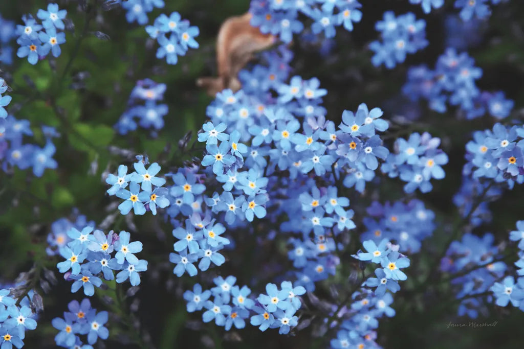 Forget Me Nots III by Laura Marshall. SKU 63261i. Archival Giclee Fine art print for wall decor.