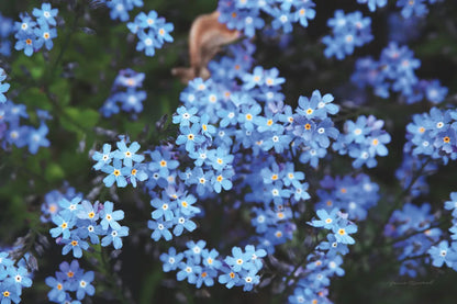 Forget Me Nots III by Laura Marshall. SKU 63261i. Archival Giclee Fine art print for wall decor.