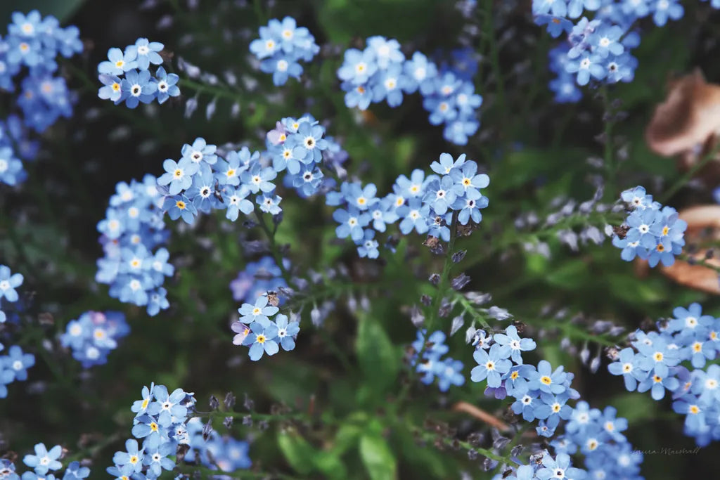 Forget Me Nots IV by Laura Marshall. SKU 63262i. Archival Giclee Fine art print for wall decor.