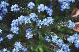 Forget Me Nots IV by Laura Marshall. SKU 63262i. Archival Giclee Fine art print for wall decor.