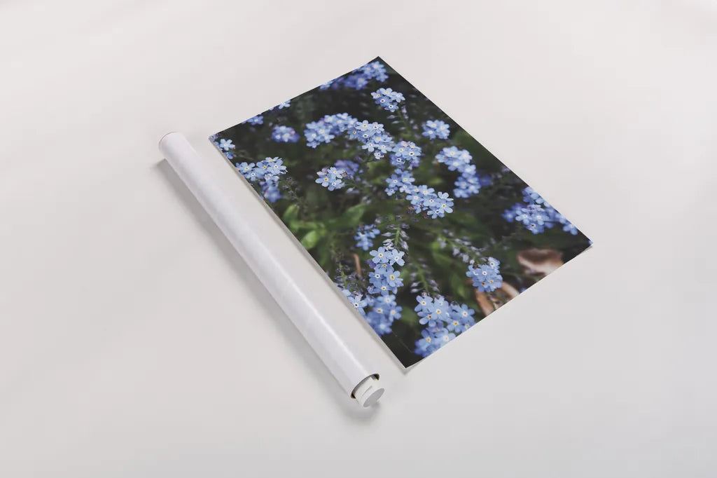 Forget Me Nots IV by Laura Marshall. shown as a rolled paper print. Available as archival giclee rolled canvas, fine art paper, or poster print. SKU 63262i.
