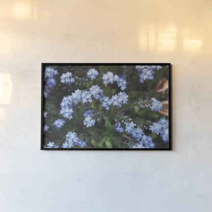 Forget Me Nots IV by Laura Marshall. shown as a paper print in a black flame. Available as a archival giclee rolled canvas, fine art paper, or poster print. SKU 63262i.