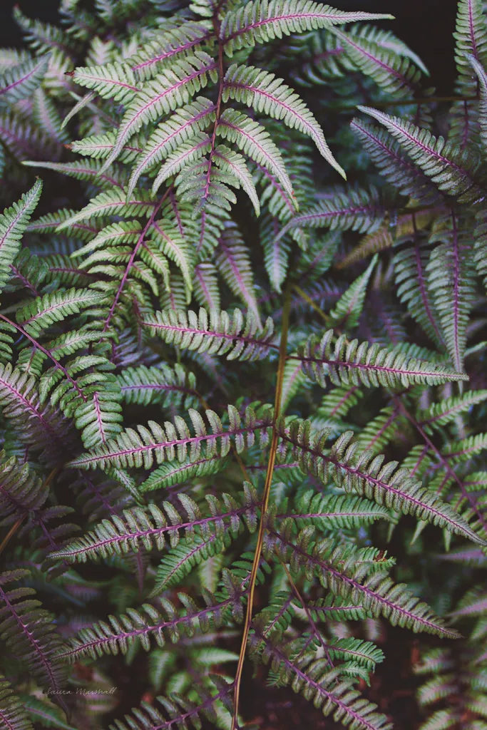 Funky Ferns I by Laura Marshall. SKU 39645h. Archival Giclee Fine art print for wall decor.