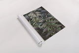Funky Ferns I by Laura Marshall. shown as a rolled paper print. Available as archival giclee rolled canvas, fine art paper, or poster print. SKU 39645h.