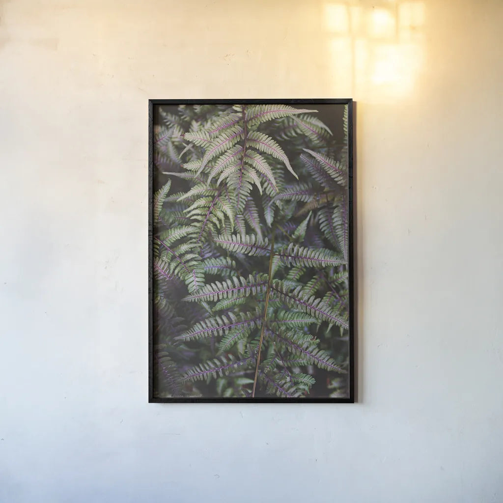 Funky Ferns I by Laura Marshall. shown as a paper print in a black flame. Available as a archival giclee rolled canvas, fine art paper, or poster print. SKU 39645h.