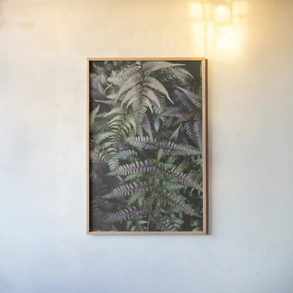 Funky Ferns I by Laura Marshall. shown as a paper print in a natural frame. Available as a archival giclee rolled canvas, fine art paper, or poster print. SKU 39645h.
