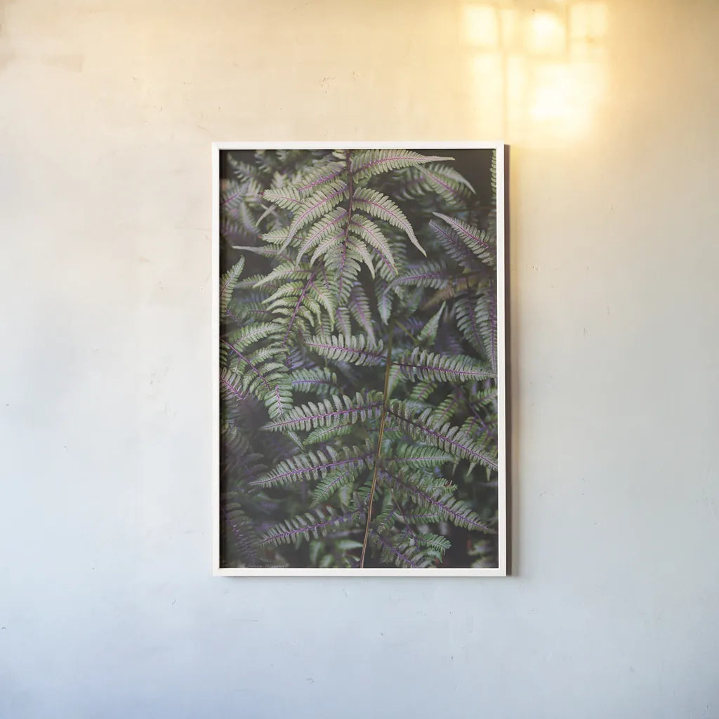 Funky Ferns I by Laura Marshall. shown as a paper print in a white frame. Available as a archival giclee rolled canvas, fine art paper, or poster print. SKU 39645h.