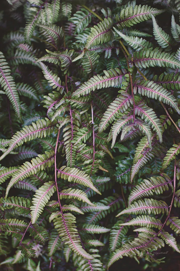Funky Ferns II by Laura Marshall. SKU 39646h. Archival Giclee Fine art print for wall decor.