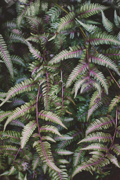Funky Ferns II by Laura Marshall. SKU 39646h. Archival Giclee Fine art print for wall decor.