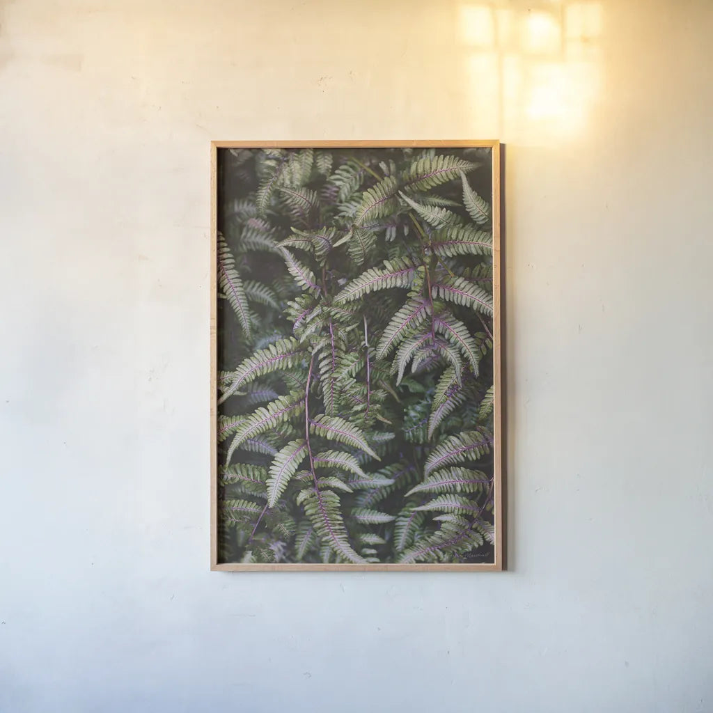Funky Ferns II by Laura Marshall. shown as a paper print in a natural frame. Available as a archival giclee rolled canvas, fine art paper, or poster print. SKU 39646h.