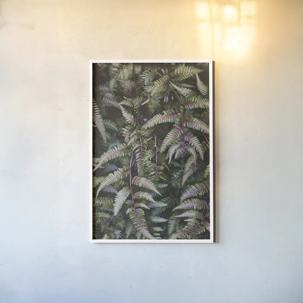 Funky Ferns II by Laura Marshall. shown as a paper print in a white frame. Available as a archival giclee rolled canvas, fine art paper, or poster print. SKU 39646h.