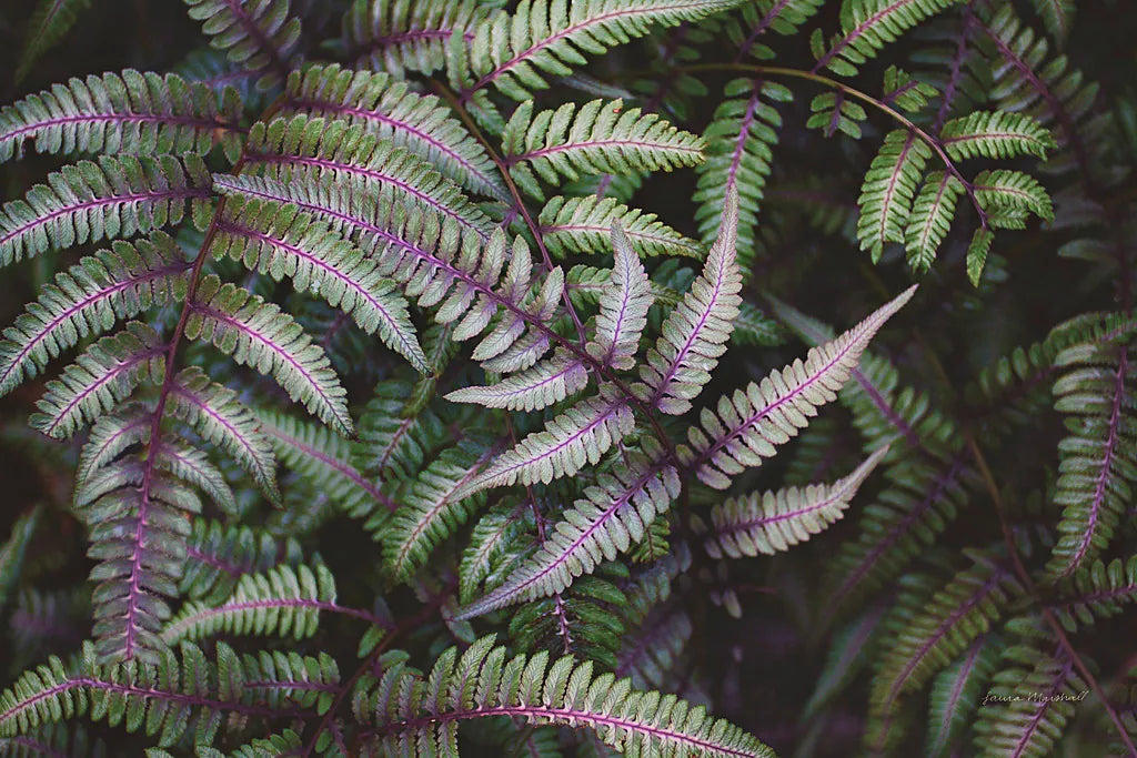 Funky Ferns III by Laura Marshall. SKU 39647i. Archival Giclee Fine art print for wall decor.