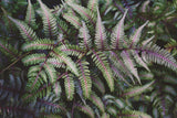 Funky Ferns IV by Laura Marshall. SKU 39648i. Archival Giclee Fine art print for wall decor.