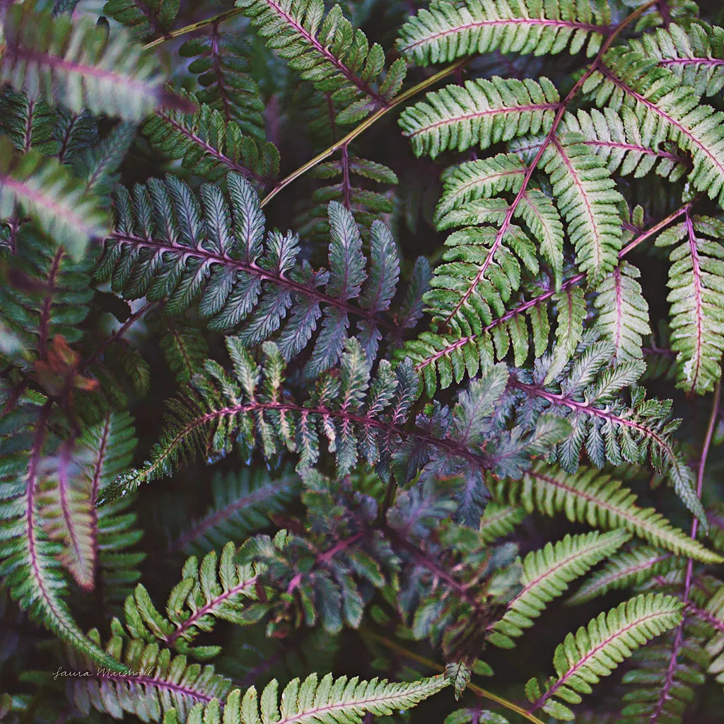 Funky Ferns V by Laura Marshall. SKU 39649a. Archival Giclee Fine art print for wall decor.