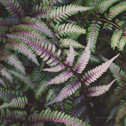 Funky Ferns VI by Laura Marshall. SKU 39650a. Archival Giclee Fine art print for wall decor.