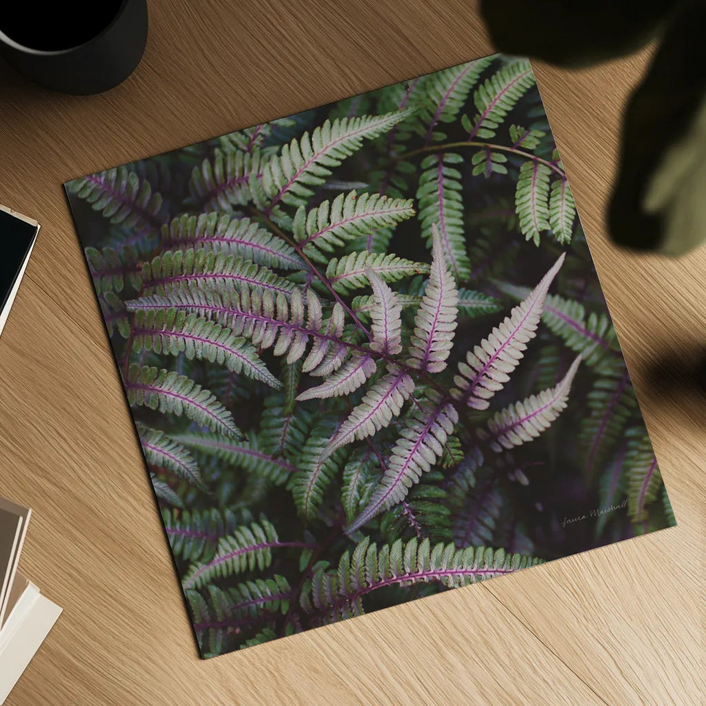 Funky Ferns VI by Laura Marshall. Shown as a detailed flat fine art print, highlighting archival giclee quality. Available as an archival giclee rolled canvas, fine art paper, or poster print. SKU 39650a.