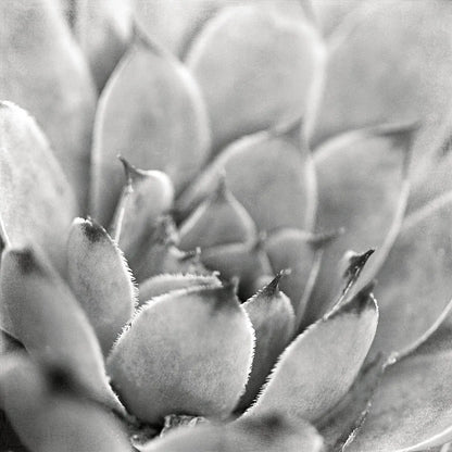 Garden Succulent I by Laura Marshall. SKU 20824a. Archival Giclee Fine art print for wall decor.