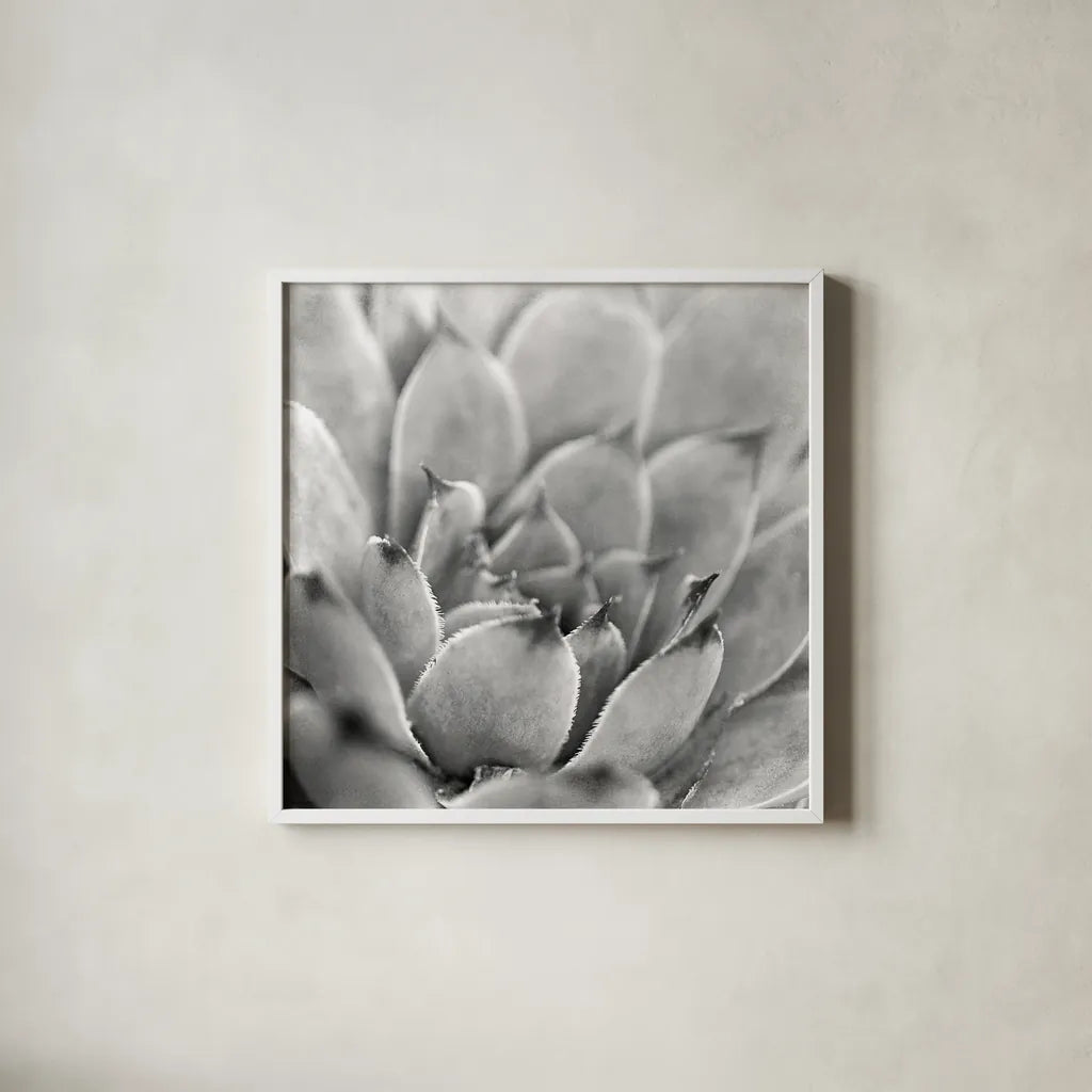 Garden Succulent I by Laura Marshall. Shown in a crisp white glass frame for a clean and minimalist style. Available as an archival giclee rolled canvas, fine art paper, or poster print. SKU 20824a.