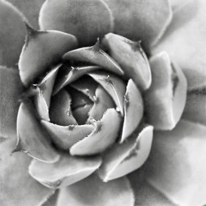Garden Succulent II by Laura Marshall. SKU 20825a. Archival Giclee Fine art print for wall decor.