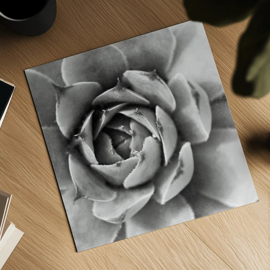 Garden Succulent II by Laura Marshall. Shown as a detailed flat fine art print, highlighting archival giclee quality. Available as an archival giclee rolled canvas, fine art paper, or poster print. SKU 20825a.