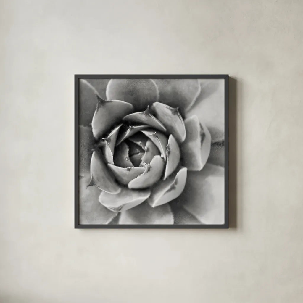 Garden Succulent II by Laura Marshall. Shown in a sleek black glass frame for a contemporary gallery look. Available as an archival giclee rolled canvas, fine art paper, or poster print. SKU 20825a.