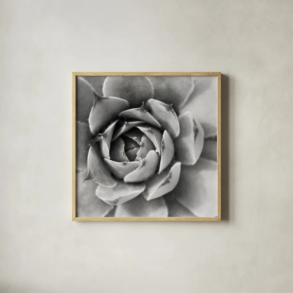 Garden Succulent II by Laura Marshall. Shown in a natural wood glass frame for a timeless modern aesthetic. Available as an archival giclee rolled canvas, fine art paper, or poster print. SKU 20825a.